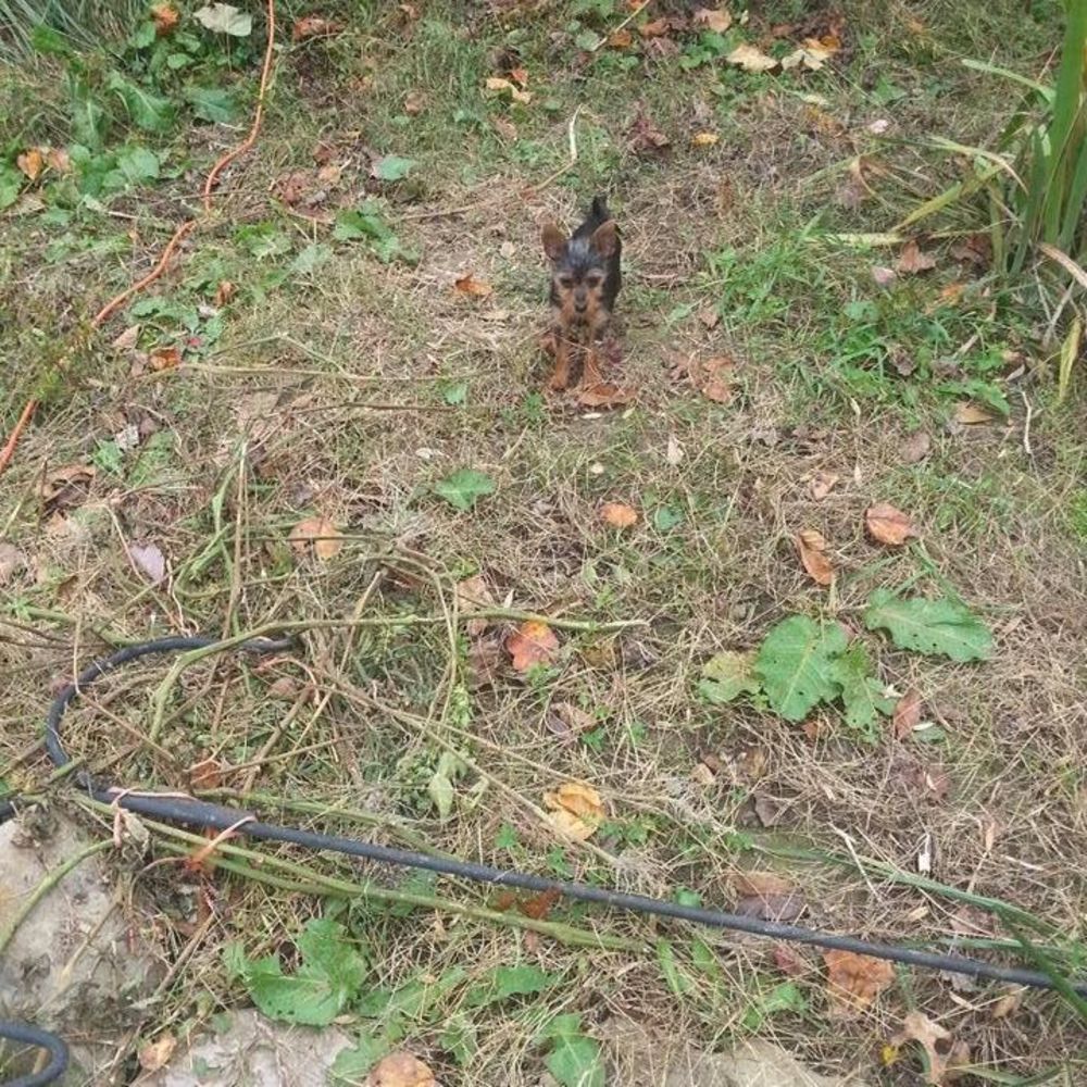 Meet your Posher, Suretta